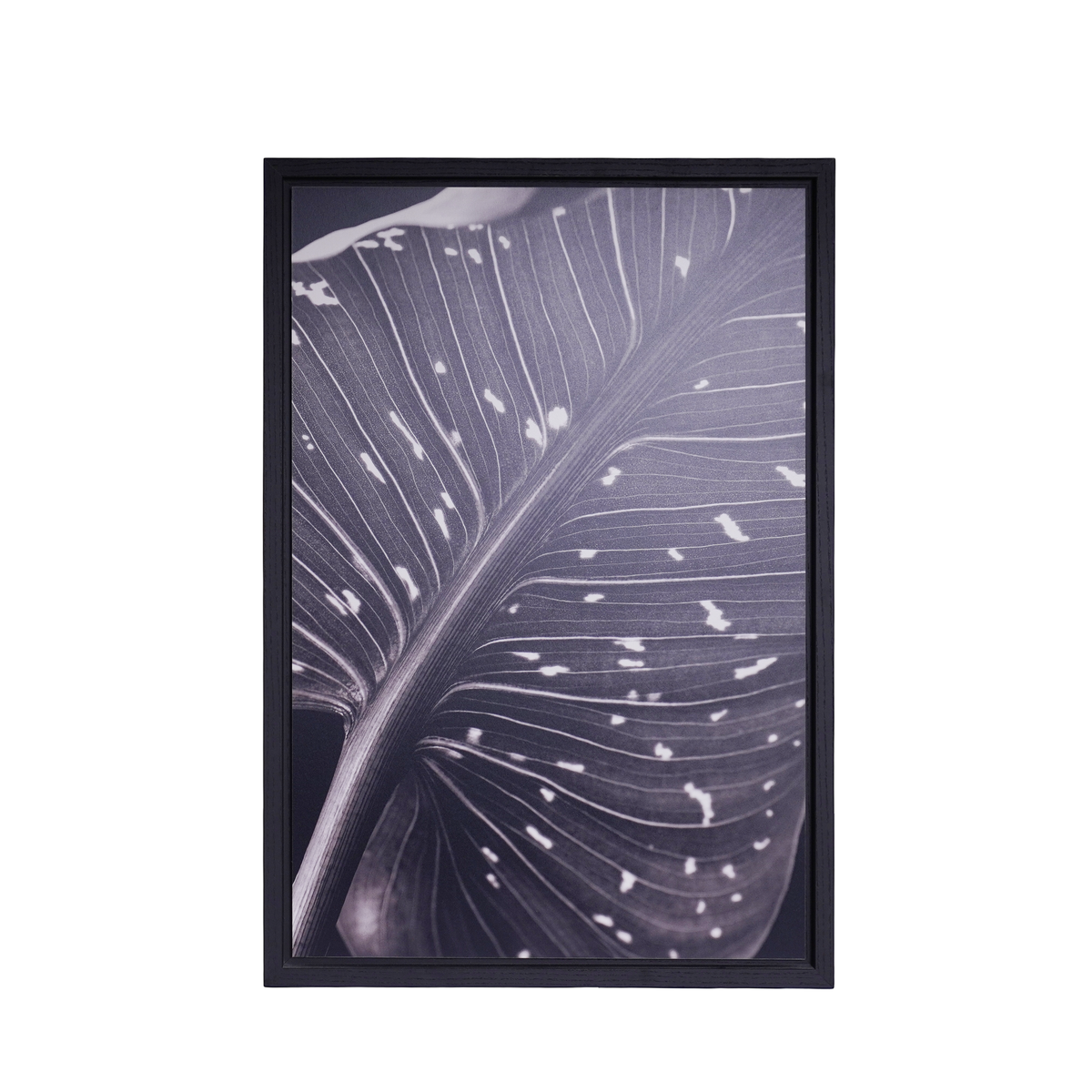 PIETRO DE FILIPPI Leaves Photograph
