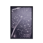 PIETRO DE FILIPPI Leaves Photograph